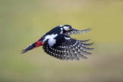 Buntspecht - Zum Vergroessern klicken!